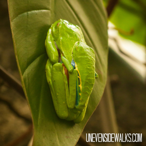 Red Eyed Tree Frogs Sleeping